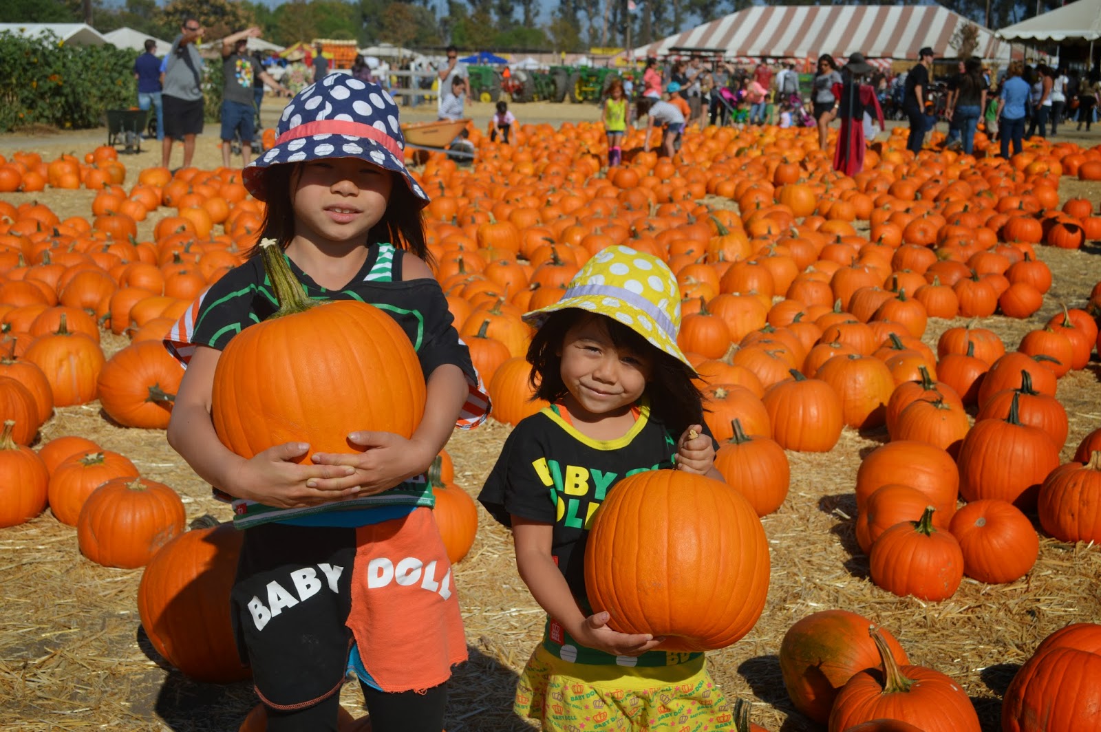 Brigitte's Life Pumpkin Patch! パンプキンパッチ！
