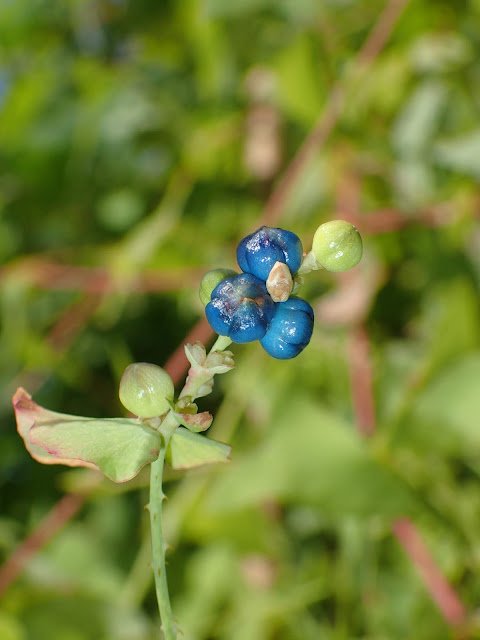 Polygonum perfoliatum