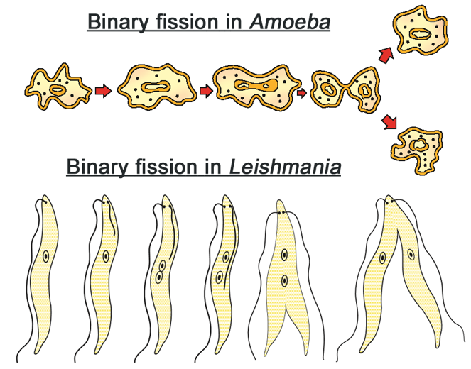 8. How do Organisms Reproduce? | Class 10 CBSE | Web Notes | Part 2 ...