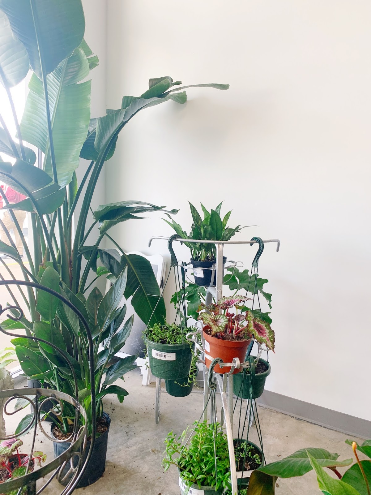 My Favorite New BlackOwned Plant Shop in AtlantaArea A