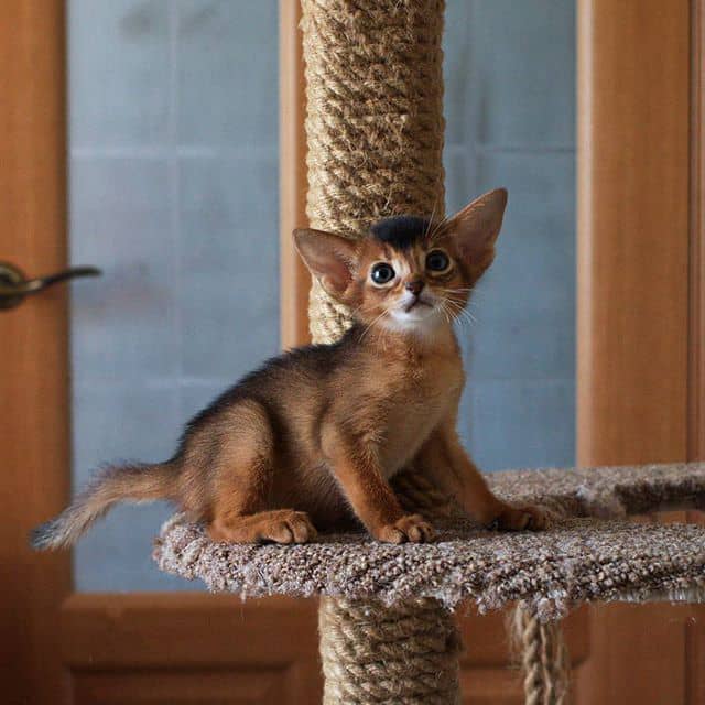 ONDE COMPRAR GATINHOS ABYSSINIAN, LOCAIS DISPONÍVEIS PARA VENDA