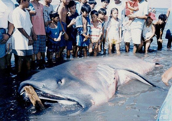 Big Fishes of the World: SHARK MEGAMOUTH (Megachasma pelagios)