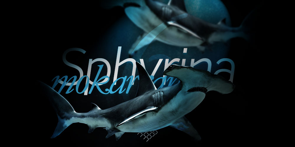 Sphryna mokarran - Denizde bulabileceğiniz en büyük köpekbalıkları - 6