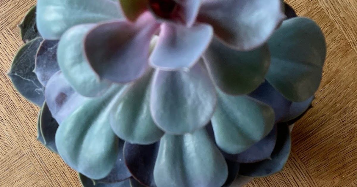 ARIANE CONTRE LE MINOTAURE La lecture cursive en 6e | Crochetons-nous