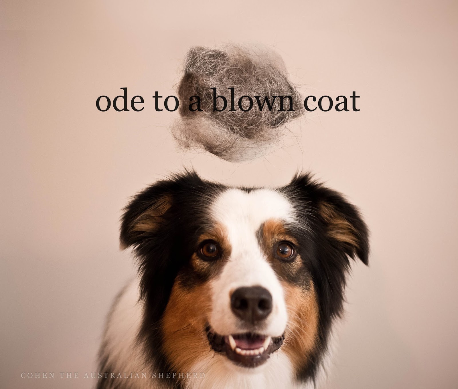 Ci Da Good Dog Ode To A Blown Coat, a poem