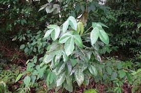 Pohon Mahang Pohon Mahang