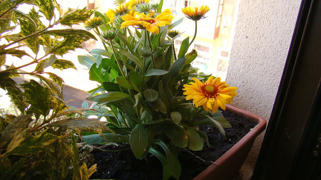 Gallardia (Gaillardia aristata "Yellow").
