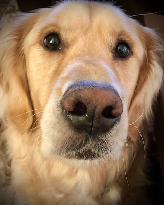 Golden retriever staring into the camera