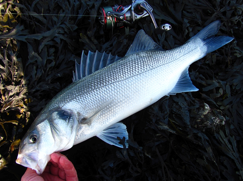 Dutch seabass