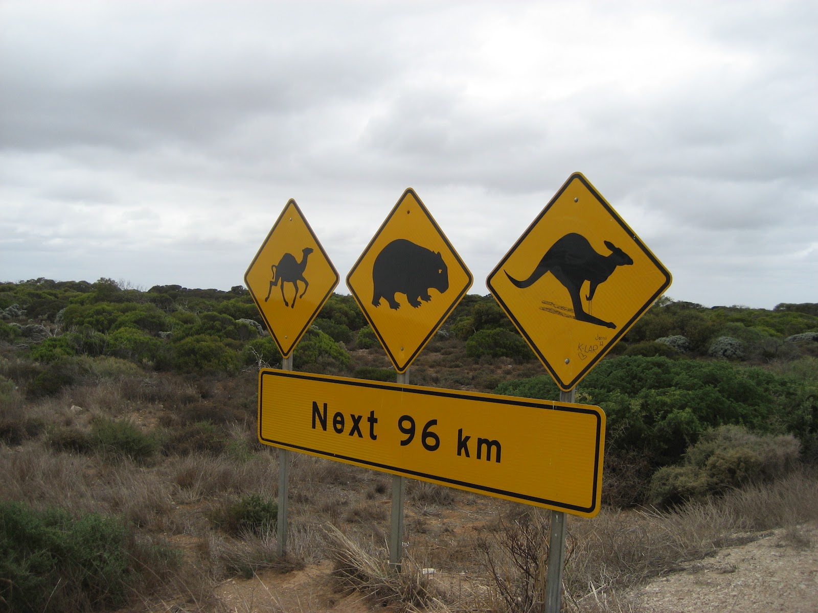 nullabor-bearded-dragon4.jpg nullabor-bearded-dragon4.jpg