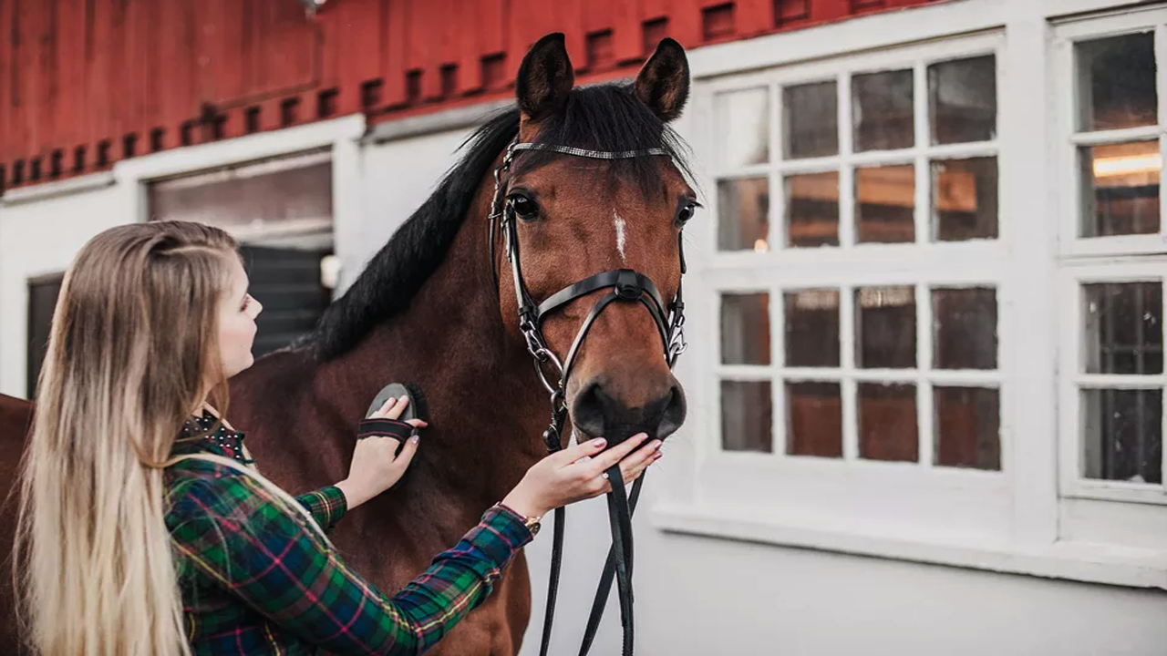 Wie viel kosten Pferde?