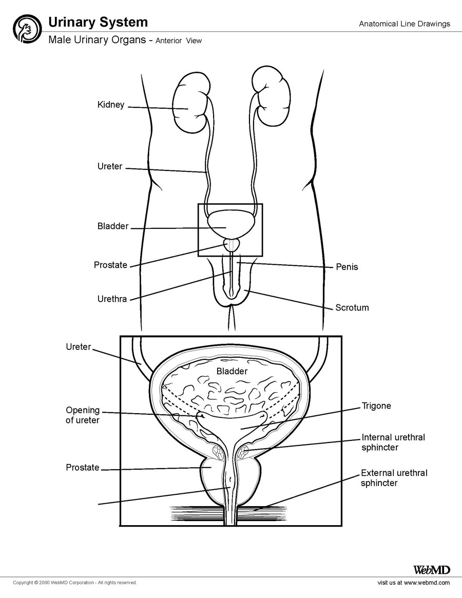 Human Male Anatomy Diagram : human body muscle diagram detailed