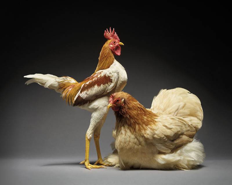 Chicken Couple Photoshoot | Photographers Celebrate Diversity In Love