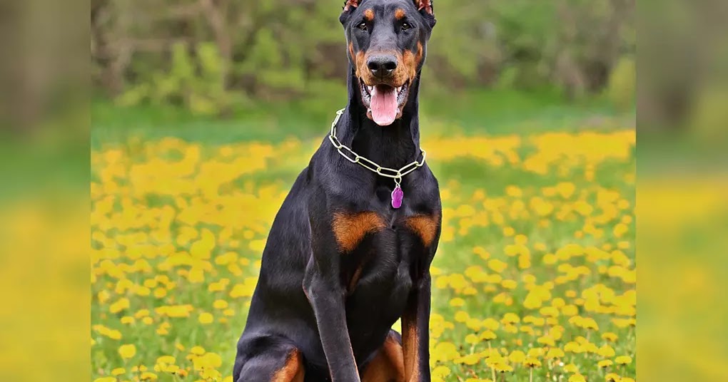 The 10 Most Popular Large ShortHaired Dog Breeds The Buzz Land