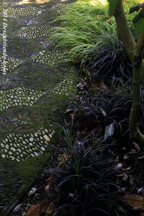 Descubriendo hojas: El Jardín Chino Lan Su de Portland. #gbfling14