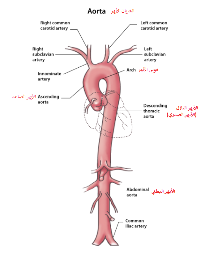 Грудная аорта схема