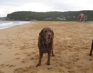 Dog Obesity - Tara on the beach after losing 12 Kg