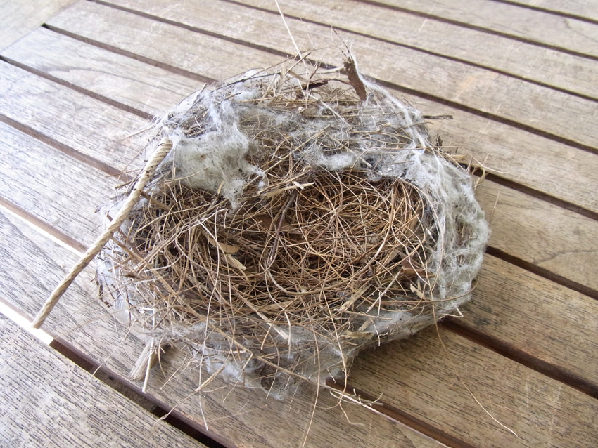 Garden amateur Nesting instincts