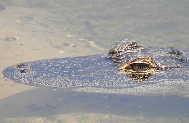 The head, eyes and snout of a young alligator in Florida.