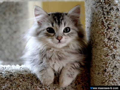 cats18