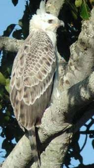 National Parks of Paraguay: El águila coronada, el “taguato” rey de  Paraguay y Argentina