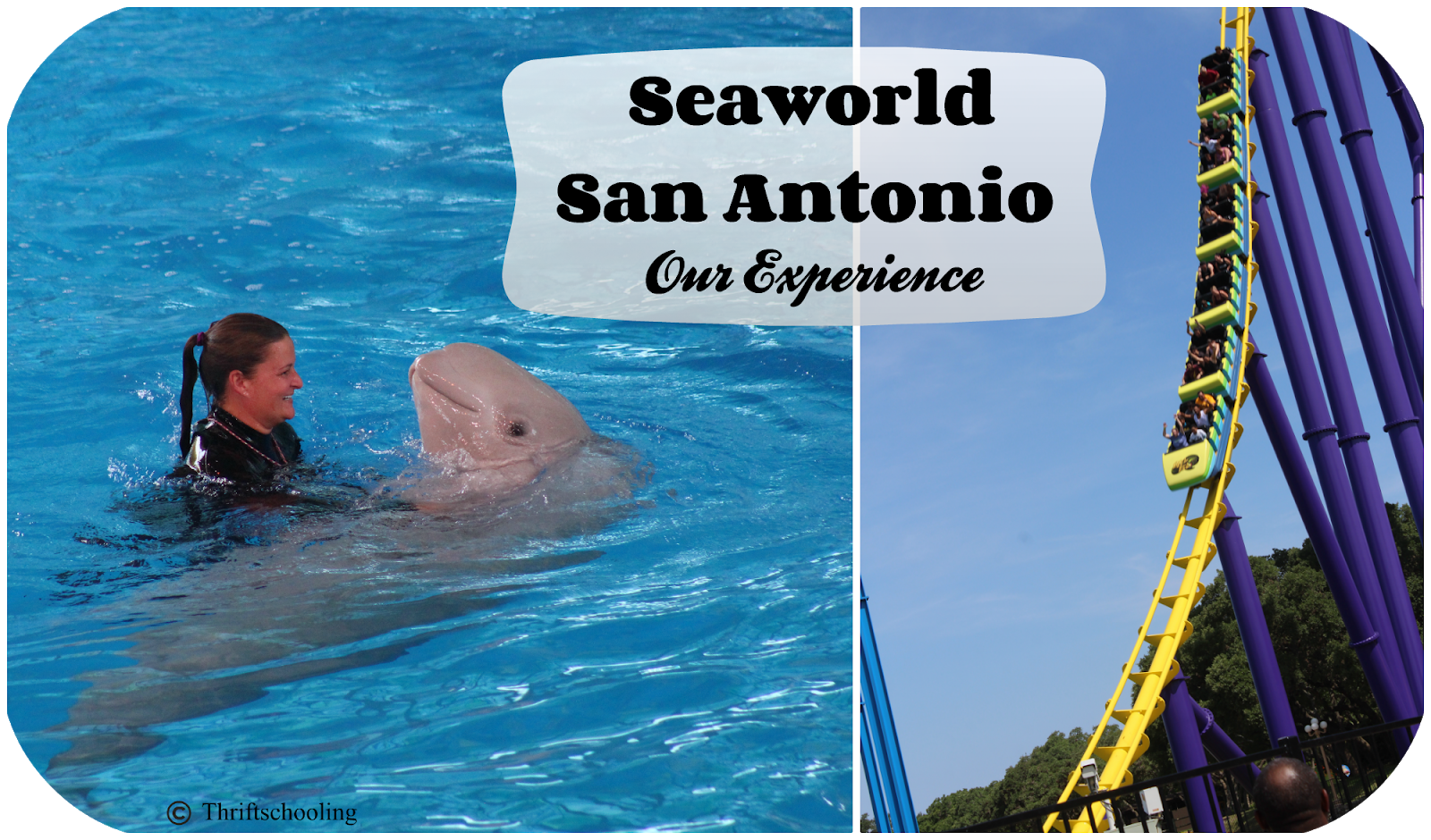 A Trip To Seaworld (Review)