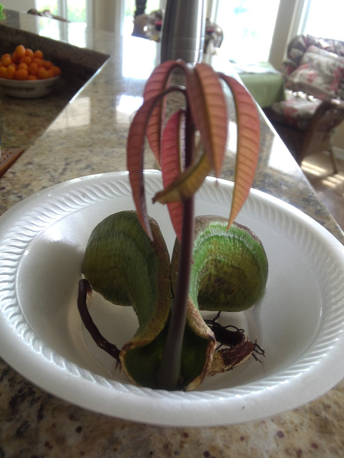 Mango Growing SeedToPot Tutorial