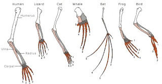 Anatomía comparada de las patas de los vertebrados