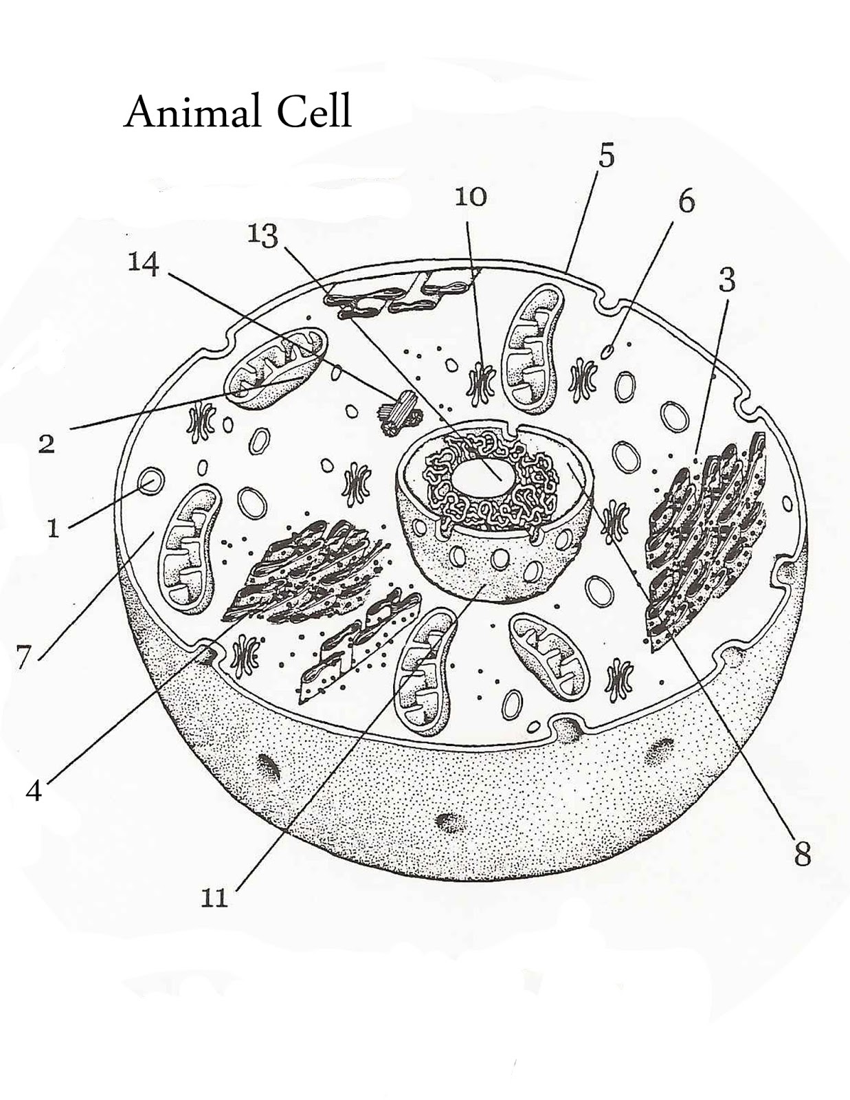 Free Sewing Pattern: Animal Cell Softie