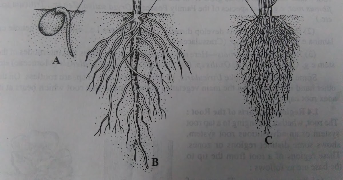 Roots Definition,characteristics, types and regions of rootsdigieduco