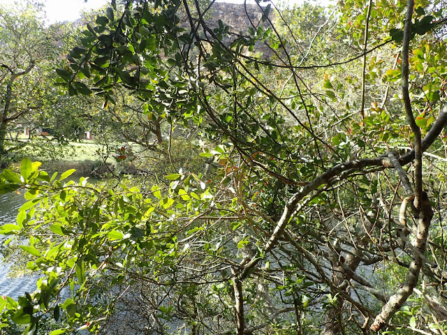 Elaeodendron croceum Elaeodendron croceum