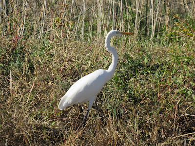 Sacramento National Wildlife Refuge