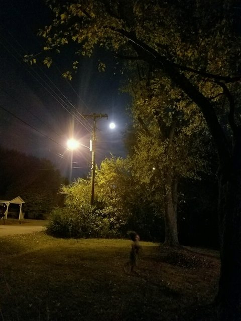 Extraña "criatura" es fotografiada corriendo por un jardín por la noche 0erVW9yl