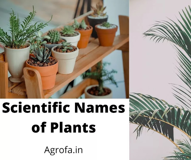 Scientific name of plants with common name and family