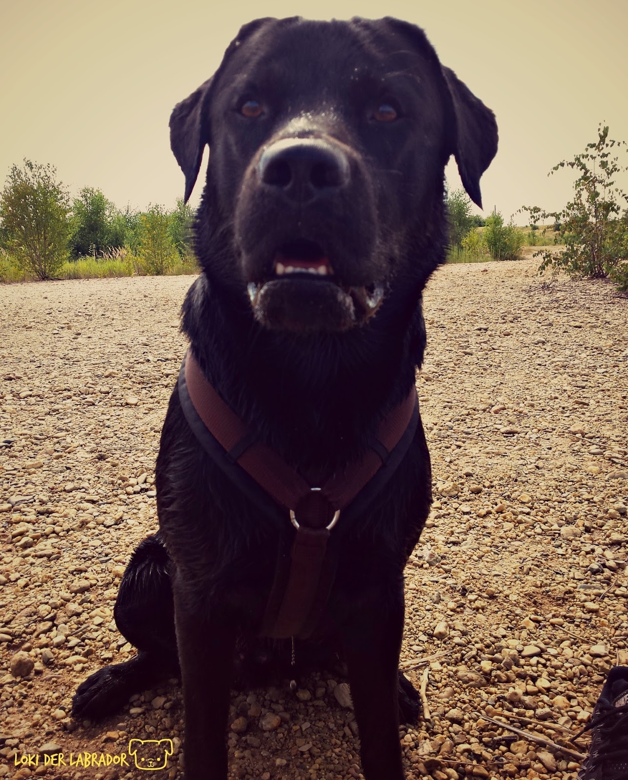 Chemische Kastration beim Labrador Rüden Unsere Erfahrung mit dem