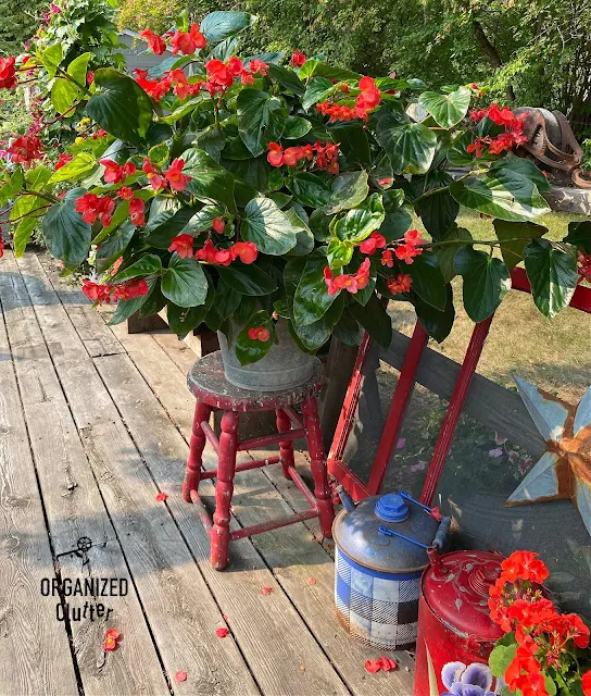 Photo of a bucket of dragon wing begonias on a stool