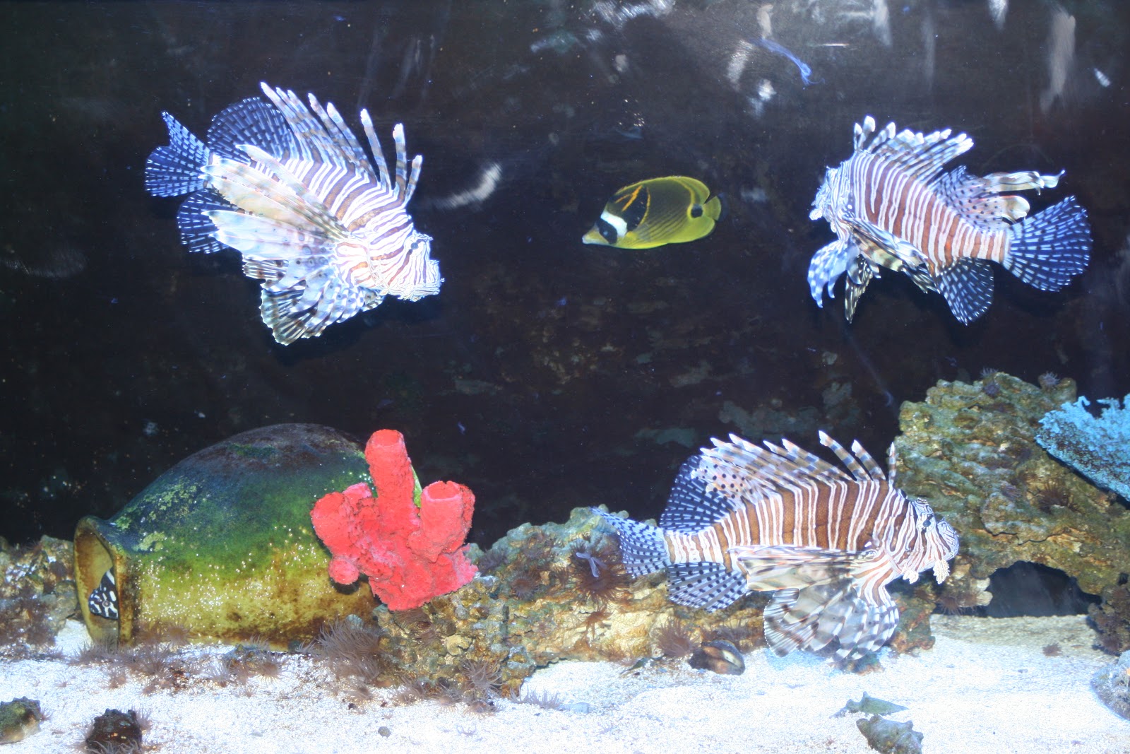 My Boise Life Idaho Aquarium