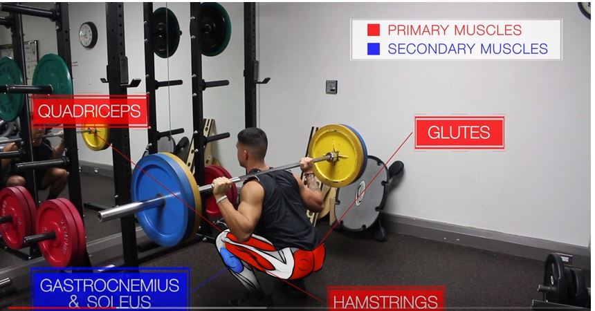 helpYOUgetGAINS Bodybuilding Supplements and Training