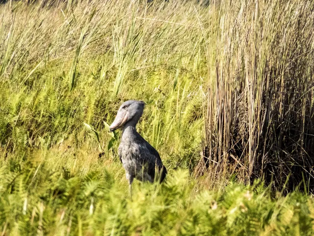 Shoebill in Mabamba Swamp in Uganda