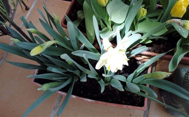 Narcisos (Narcissus "Golden Pearl").