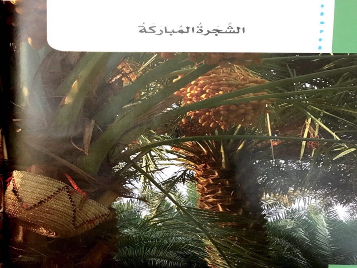 حل درس الشجرة المباركة في اللغة العربية للصف الخامس الفصل الاول