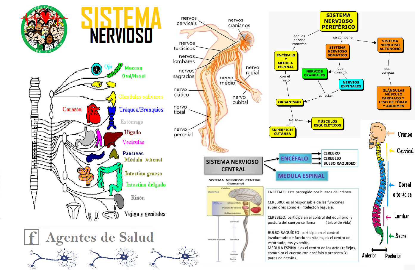 Por qué está formado el sistema nervioso