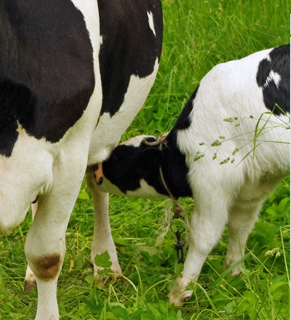 calf+nursing+cow_320px.png