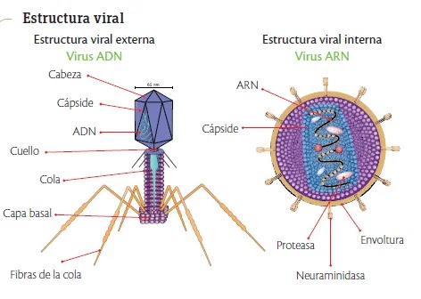 Taller los virus y sus características
