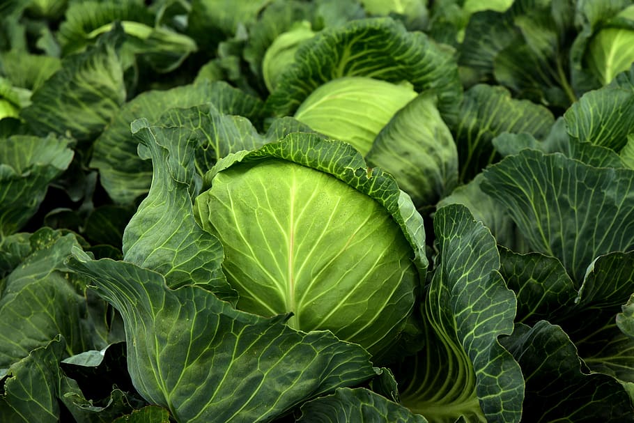 The best healthy foods - vegetables