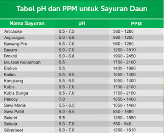 Cara Menanam Hidroponik Pakcoy Sederhana Dari Semai Hingga Panen (Mudah, Murah Dan Bisa Dilakukan Di Rumah)