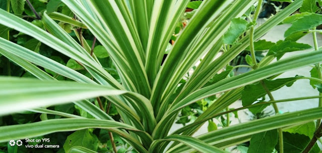 dracaena marginata