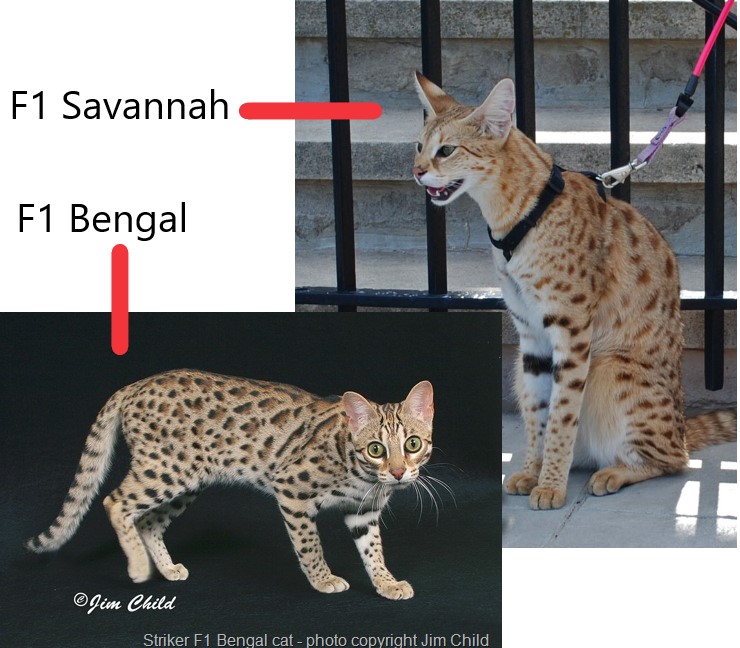 Cat Chit Chat Difference between Savannah and Bengal cats? Cat Chit Chat Difference between Savannah and Bengal cats?