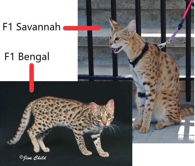 Cat Chit Chat Difference between Savannah and Bengal cats?