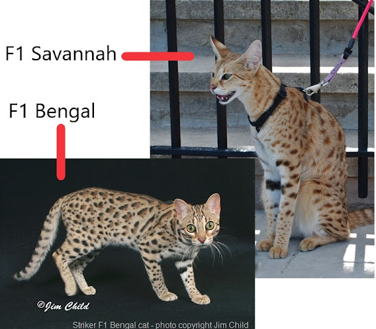 Difference between Savannah and Bengal cats?
